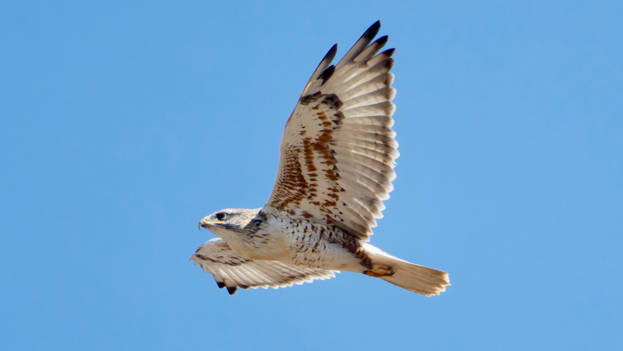 Sunny Morning at Ramona Grasslands