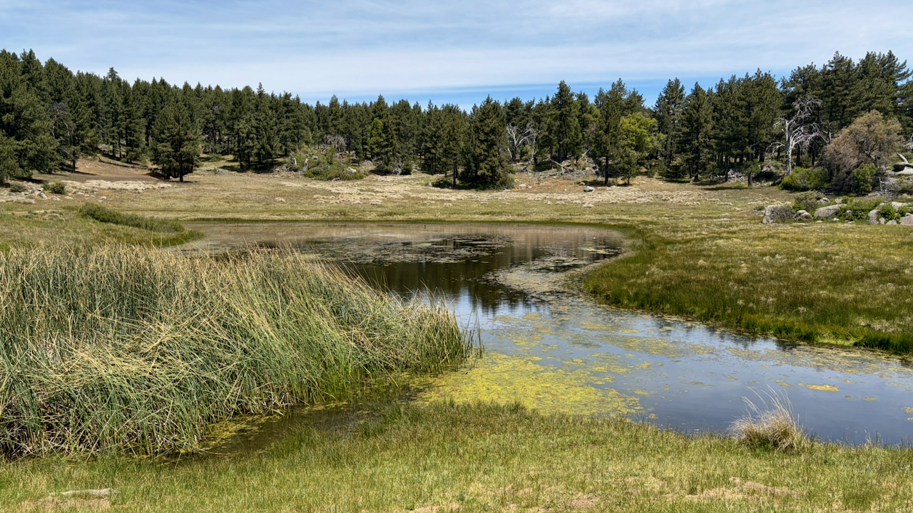 A Spring Morning at Big Laguna Meadow